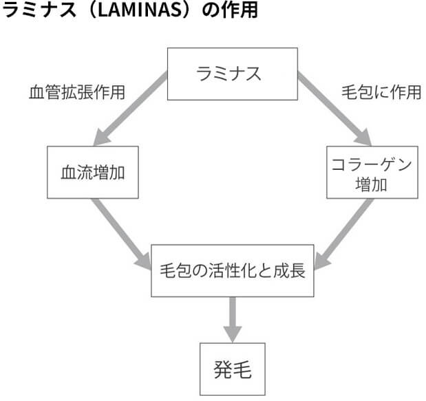 ラミナスの作用